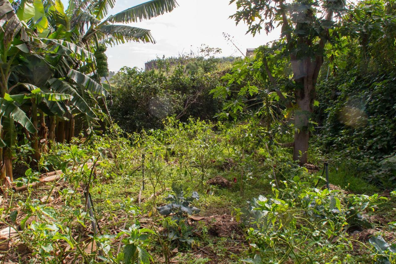 شقة Bodega Goyo Puntallana المظهر الخارجي الصورة