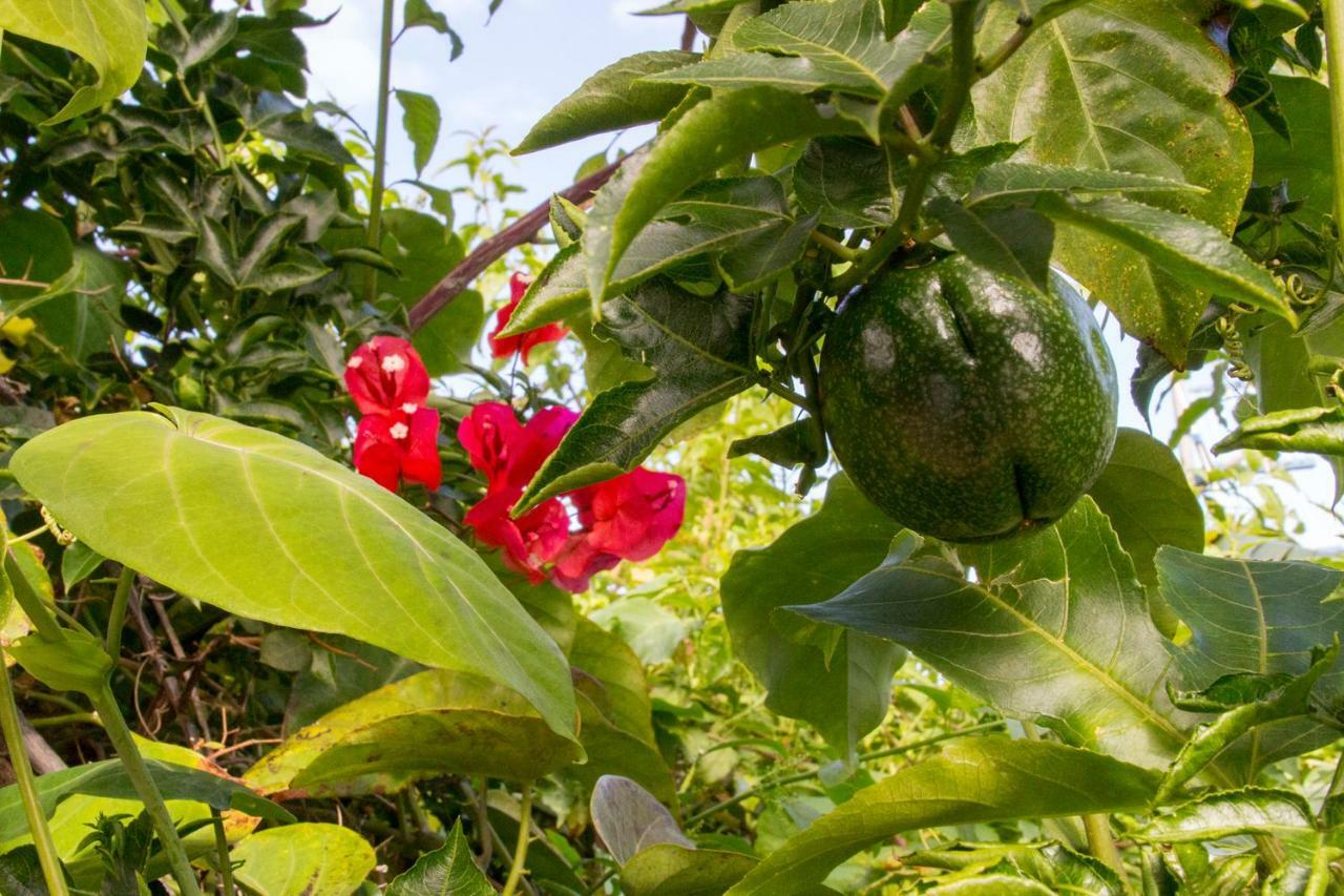 شقة Bodega Goyo Puntallana المظهر الخارجي الصورة